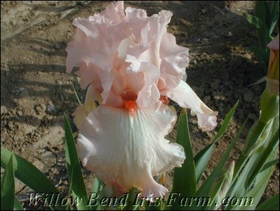 Pink Swan
